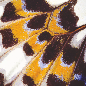 Mariposa Collection Nicaragua Papier peint panoramique Casadeco
