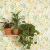 Green Life 2